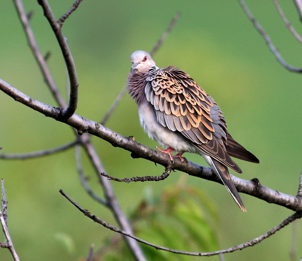 Giochi di tortora (Streptopelia turtur)